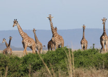 3-Day Nairobi and Amboseli Bird Photography Safari