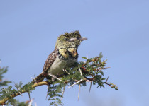 3-Day Nairobi and Amboseli Bird Photography Safari
