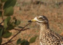Bird photographed during a Djoudj Excursions Senegal birding tour