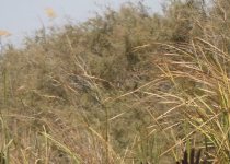 Bird in Djoudj wetland habitat during a guided birding hike