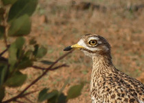 Bird photographed during a Djoudj Excursions Senegal birding tour