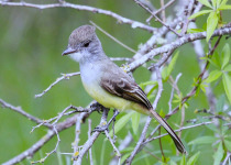 Parque do Espinilho Birdwatching with Roberto Botelho