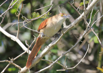 Parque do Espinilho Birdwatching with Roberto Botelho