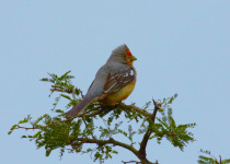 Parque do Espinilho Birdwatching with Roberto Botelho