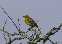 Parque do Espinilho Birdwatching with Roberto Botelho