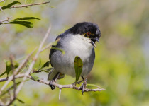 Parque do Espinilho Birdwatching with Roberto Botelho