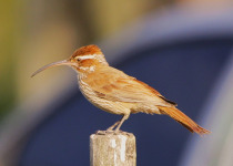 Parque do Espinilho Birdwatching with Roberto Botelho