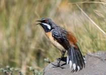 Sehlabathebe National Park Birdwatching with Mokamoli Motlomelo
