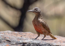 Sehlabathebe National Park Birdwatching with Mokamoli Motlomelo