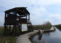 Private Valencia and Alicante Wetlands Birding Day Trip