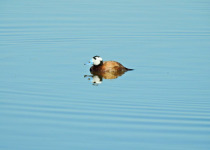Private Valencia and Alicante Wetlands Birding Day Trip