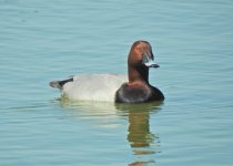 Private Two-Day Alicante Wetlands and Coast Birding Break