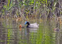 Private Two-Day Alicante Wetlands and Coast Birding Break