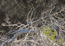 Private Two-Day Alicante Wetlands and Coast Birding Break