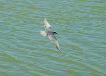 Private Two-Day Alicante Wetlands and Coast Birding Break