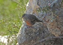Private Three-Day Xativa Mountains Steppe and Wetlands Birding Break