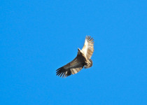 Private Three-Day Xativa Mountains Steppe and Wetlands Birding Break
