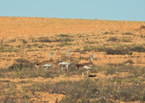Private Three-Day Xativa Mountains Steppe and Wetlands Birding Break
