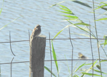 Private Three-Day Xativa Mountains Steppe and Wetlands Birding Break