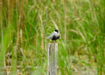Private Eastern Spain Multi-Day Birding Holiday