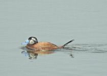 Private Eastern Spain Multi-Day Birding Holiday