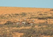 Private Eastern Spain Multi-Day Birding Holiday