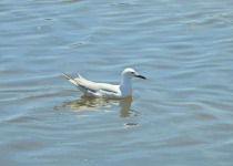 Private Eastern Spain Multi-Day Birding Holiday