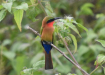 1-Day Mabamba and Entebbe Botanical Gardens Birding - bee-eater photograph from Wonder Adventures Uganda source media