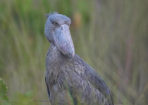 1-Day Mabamba and Entebbe Botanical Gardens Birding - Shoebill bird photograph from Wonder Adventures Uganda source media