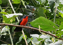 2-Day Entebbe Botanical Gardens and Mabira Forest Birding - Black-headed Gonolek photograph from Wonder Adventures Uganda source media