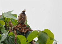 2-Day Entebbe Botanical Gardens and Mabira Forest Birding - Speckled Mousebird photograph from Wonder Adventures Uganda source media