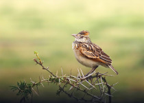 6-Day Mount Elgon Pian Upe and Bisina-Opeta Birding - Rufous-naped Lark photograph from Wonder Adventures Uganda source media