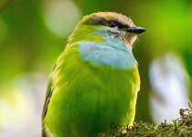 Ultimate 26-Day Tailor-Made Uganda Birding Safari - birding field photograph from Wonder Adventures Uganda source media