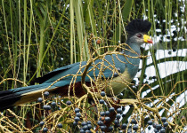 Ultimate 26-Day Tailor-Made Uganda Birding Safari - Uganda birding photograph from Wonder Adventures Uganda source media