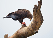 Ultimate 26-Day Tailor-Made Uganda Birding Safari - Bateleur photograph from Wonder Adventures Uganda source media
