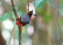 15-Day Birds of French Guiana with Hugo Foxonet
