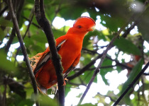 15-Day Birds of French Guiana with Hugo Foxonet