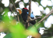 15-Day Birds of French Guiana with Hugo Foxonet