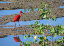 15-Day Birds of French Guiana with Hugo Foxonet