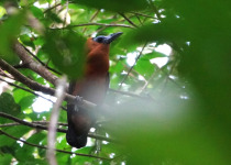 15-Day Birds of French Guiana with Hugo Foxonet