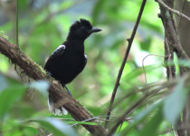 15-Day Birds of French Guiana with Hugo Foxonet