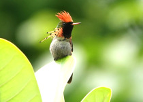 15-Day Birds of French Guiana with Hugo Foxonet