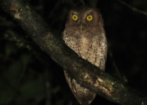15-Day Birds of French Guiana with Hugo Foxonet