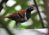 15-Day Birds of French Guiana with Hugo Foxonet