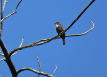 15-Day Birds of French Guiana with Hugo Foxonet