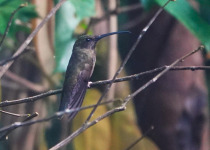 15-Day Birds of French Guiana with Hugo Foxonet