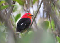 15-Day Birds of French Guiana with Hugo Foxonet