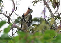 15-Day Birds of French Guiana with Hugo Foxonet