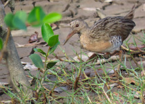 15-Day Birds of French Guiana with Hugo Foxonet
