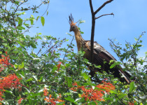 13-Day Guyana and Guiana Shield Birding with Hugo Foxonet